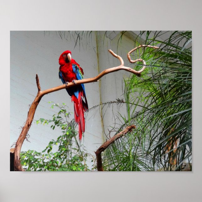 Green-Winged Macaw #2 Poster (Vorne)