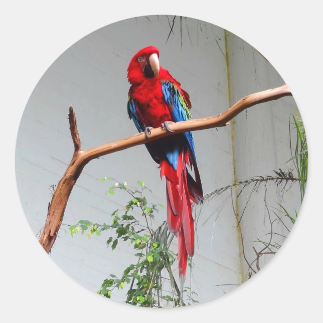 Green-Winged Macaw #2 Stickers (Vorderseite)