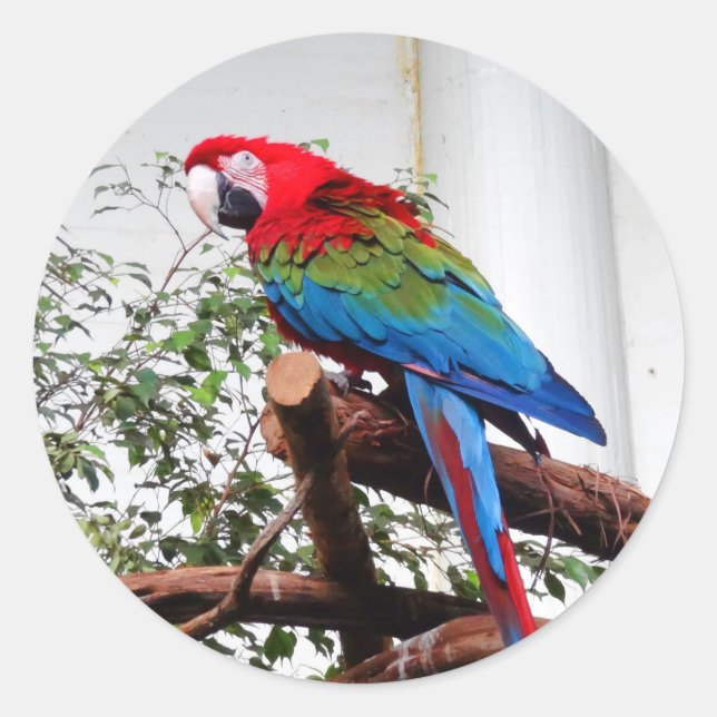 Green-Winged Macaw #3 Stickers (Vorderseite)