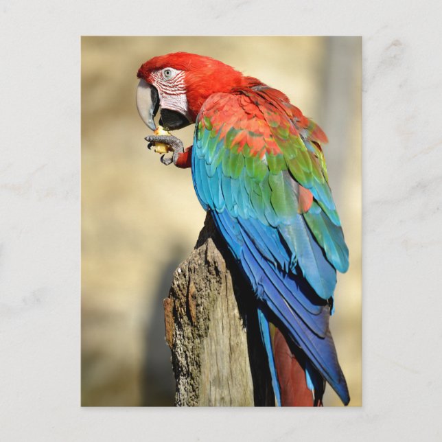 Green-winged Macaw on perch Postkarte (Vorderseite)