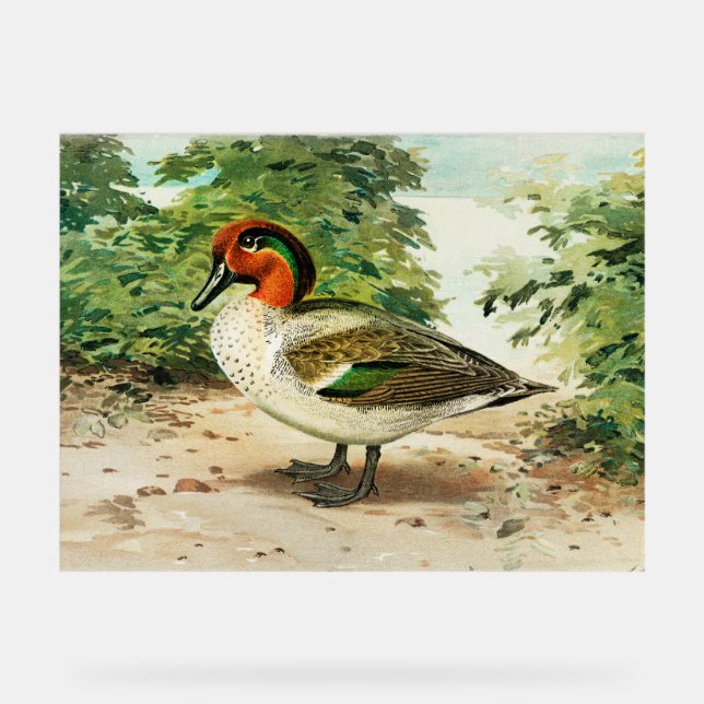 Green-winged teal acrylschild (Vorderseite)