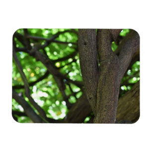 Green Wisteria Pergola Tree Nature Fotografy Magnet