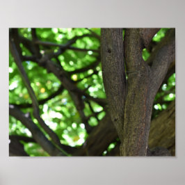 Green Wisteria Pergola Tree Nature Fotografy Poster