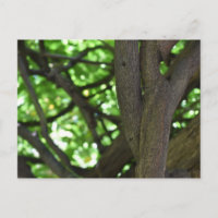 Green Wisteria Pergola Tree Nature Fotografy