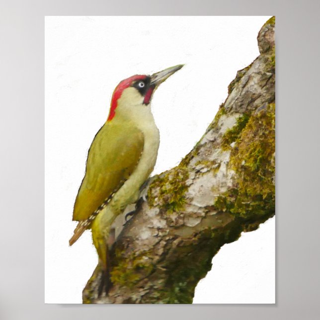 Green Woodpecker Poster (Vorne)