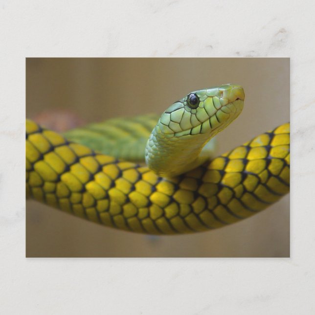 GREEN YELLOW SCALED SNAKE REPTILE FOTOGRAFIE POSTKARTE (Vorderseite)