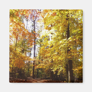 Greenbelt Park im Herbst II Maryland Naturszene Magnet
