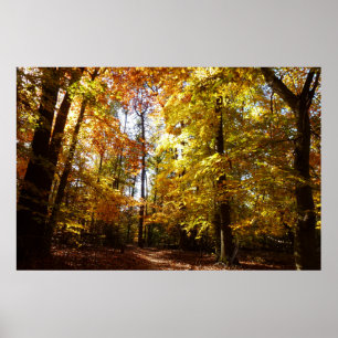 Greenbelt Park in Herbst II Maryland Naturlandscha Poster