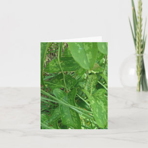 Greenbriar (Smilax) Weinkarte Karte