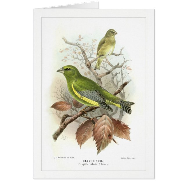 Greenfinch (Vorne)