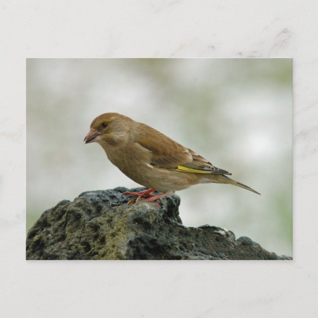 Greenfinch-Postkarte Postkarte (Vorderseite)