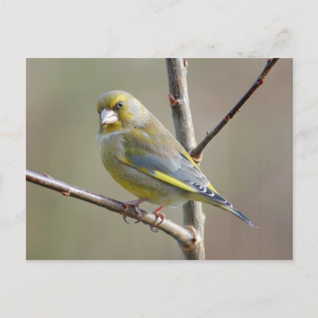Greenfinch-Postkarte Postkarte (Vorderseite)
