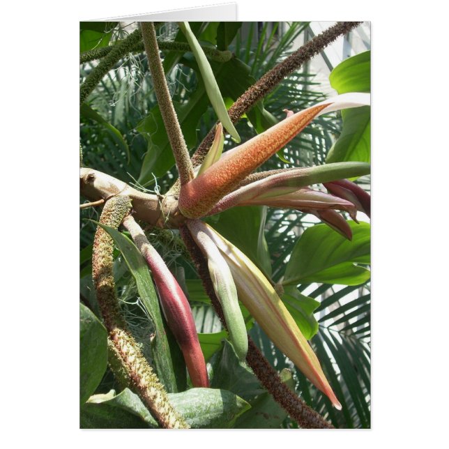 Greenhouse-Blume Nr. (Vorne)