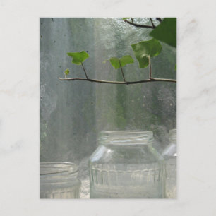 Greenhouse Postcard Postkarte