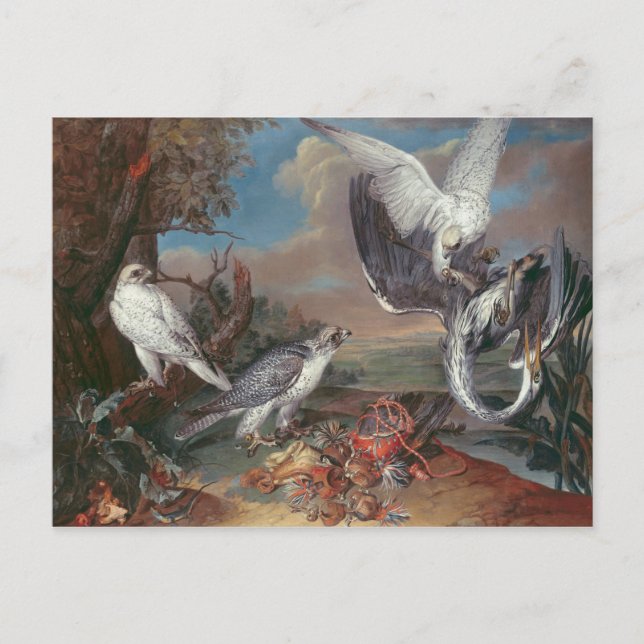 Greenland Cyr Falcons Postkarte (Vorderseite)