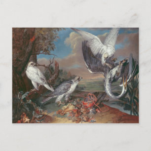 Greenland Cyr Falcons Postkarte