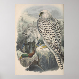 Greenland Falcon Dark Race Bird Poster