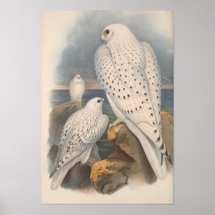 Greenland Falcon Light Race Bird Poster