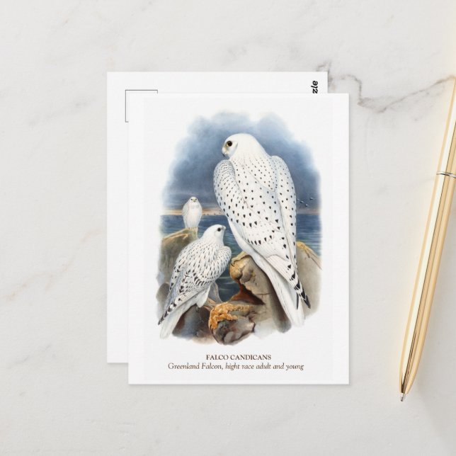 Greenland Falcon Postkarte (Vorderseite/Rückseite Beispiel)