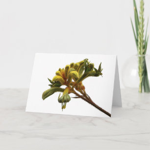 Greeting Card - Kangaroo Paw Karte