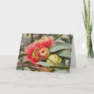 GREETING CARD - Nationale australische Eukalyptus Karte