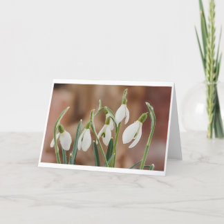 greeting card snowdrop without text karte