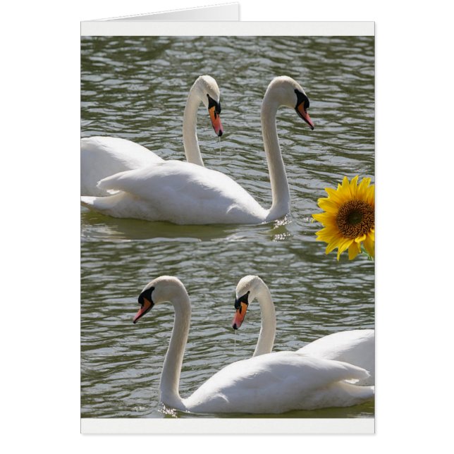 Greeting card swans sunflowers (Vorne)