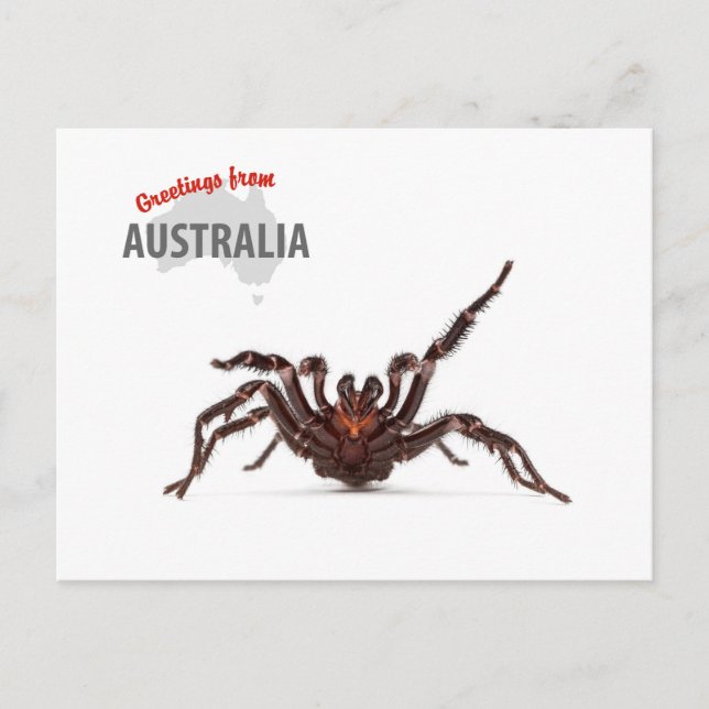 Greetings From Australia - Funnel-Web Spider Postkarte (Vorderseite)