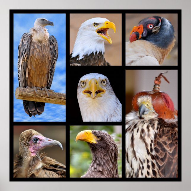 Greifvögel aus Mosaiken Poster (Vorne)