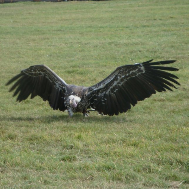Greifvogel aus offenen Flügeln Foto wild lebender  Tasse (Von Creator hochgeladen)