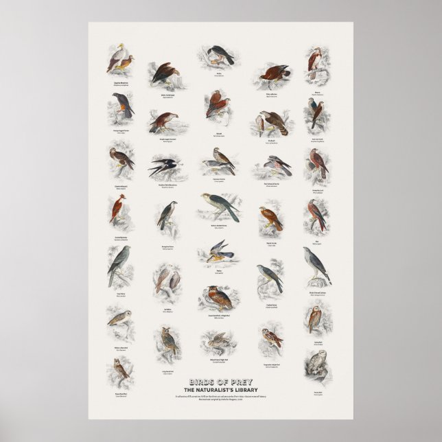 Greifvögel - Naturalist's Library Poster (Vorne)