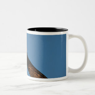 Greifvogel, Weißkopfseeadler im Flug, Kachemak Zweifarbige Tasse