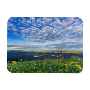 Greiskraut-Wildblumen in der Swan Range Magnet