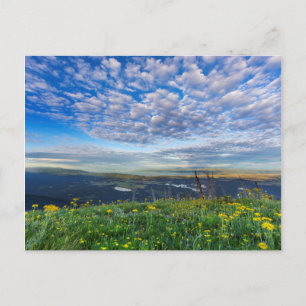 Greiskraut-Wildblumen in der Swan Range Postkarte