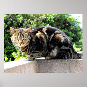 Gremlin die Tabbykatze Poster