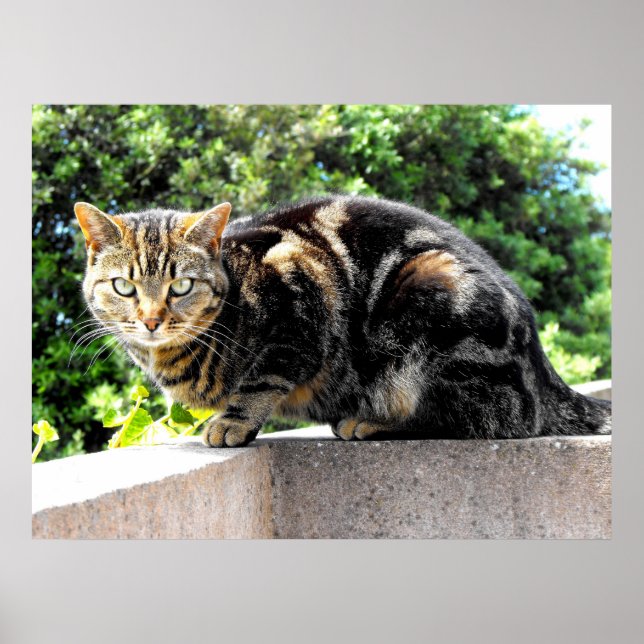 Gremlin-Katze Poster (Vorne)