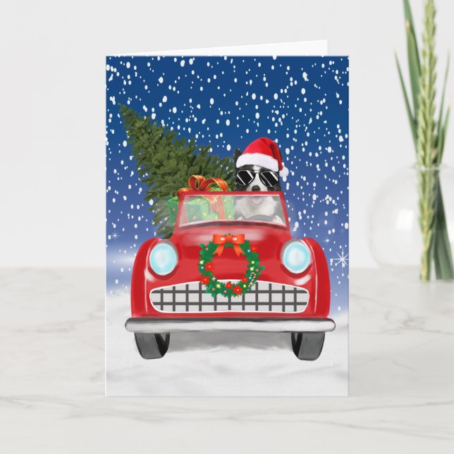 Grenz Collie Dog Auto fahren im Schnee Weihnachten Programm (Vorderseite)