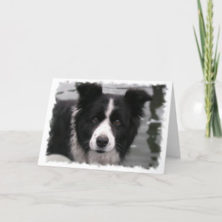 Grenz-Collie-Grußkarte Karte