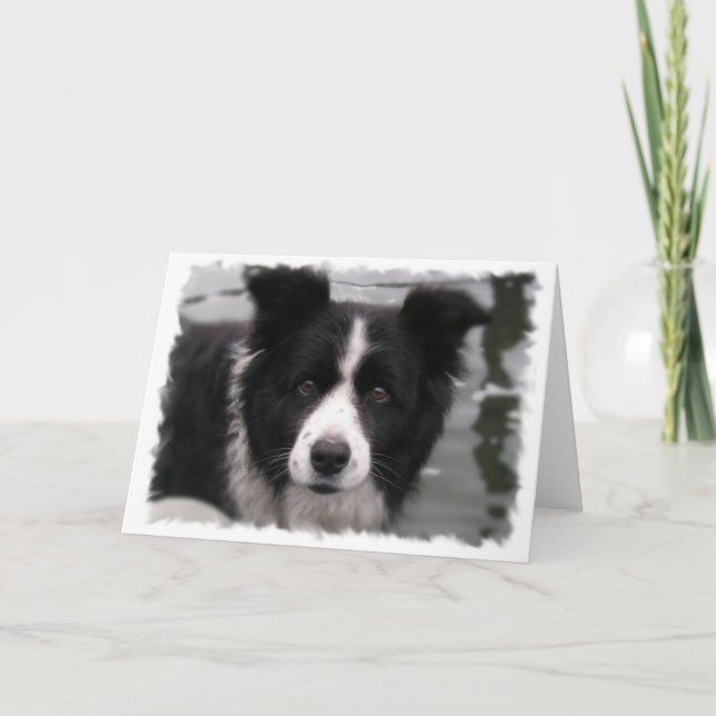 Grenz-Collie-Grußkarte Karte (Vorderseite)