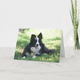 Grenz-Collie-Grußkarte Karte
