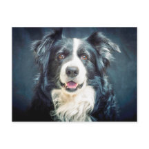 Grenz-Collie-Hund-Portrait