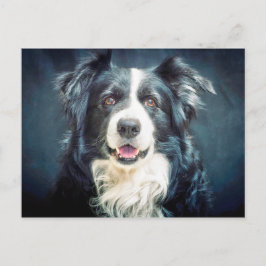 Grenz-Collie-Hund-Portrait Postkarte