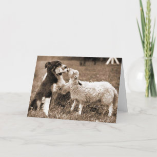 Grenz-Collie und Lamb~Fotokarte Karte