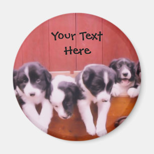 Grenz-Collie-Welpen im Drachenmagazin Magnet