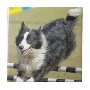 Grenzcollie-Agility-Fliese Fliese