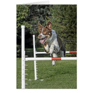 Grenzcollie-Agility-Karte