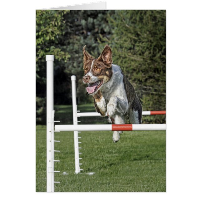 Grenzcollie-Agility-Karte (Vorne)