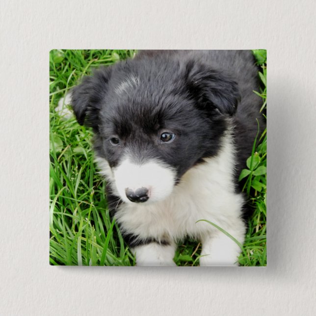 GRENZCOLLIE BUTTON (Vorderseite)