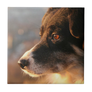 Grenzcollie-Foto-Fliese Fliese