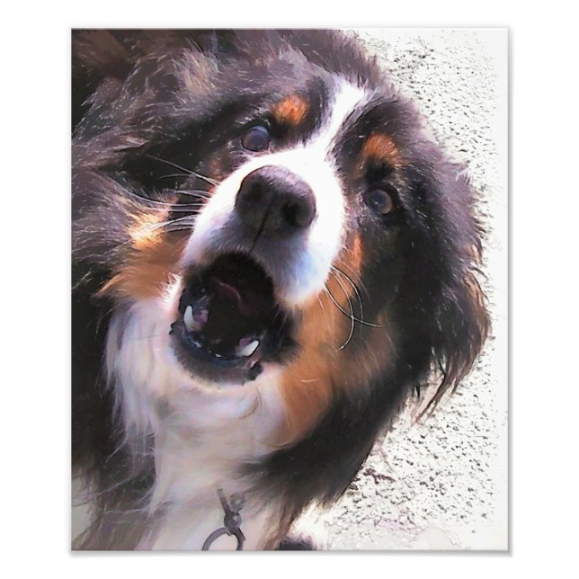 GRENZCOLLIE FOTODRUCK (Vorne)